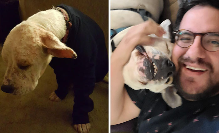 40. From A Scarred And Infected Street Pup To A Handsome Wind Blown Pack Leader