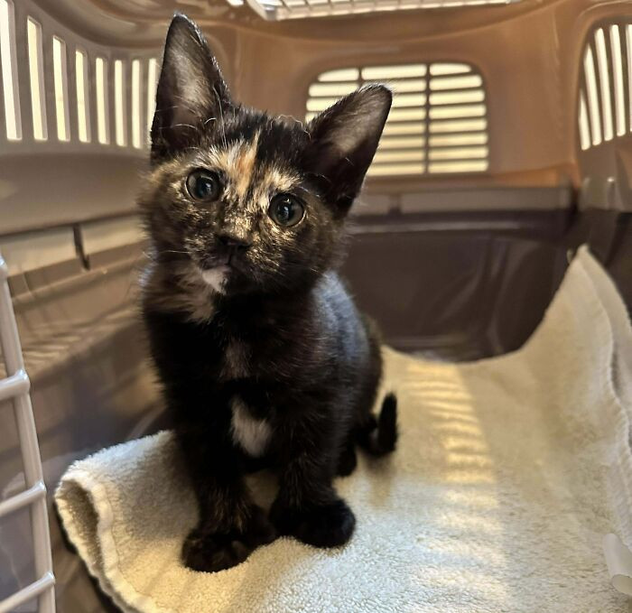 21. "Adopted This Little Polydactyl Gremlin. Meet Pastina"