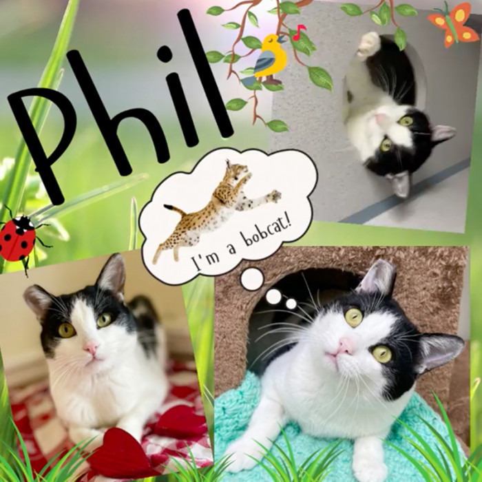 Phil the bobcat