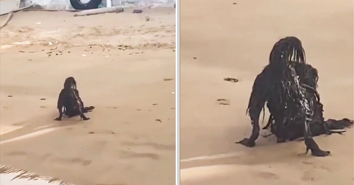 Man Captures Terrifying Creature While Sunbathing On The Beach