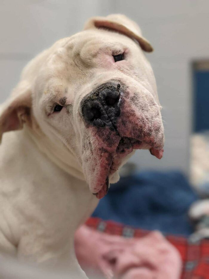 24. "After 19 foster dogs, we finally failed to say goodbye to one. Happy Adoption Day, Gus! Dog."