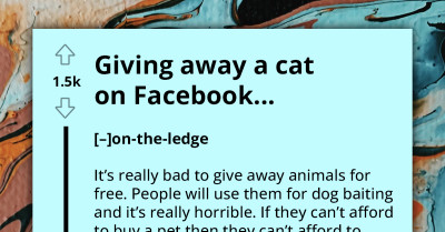 Disappointed Aspiring Cat Owner Reacts Negatively To Adoption Denial, Wishes Bad Luck Upon The Poor Creature