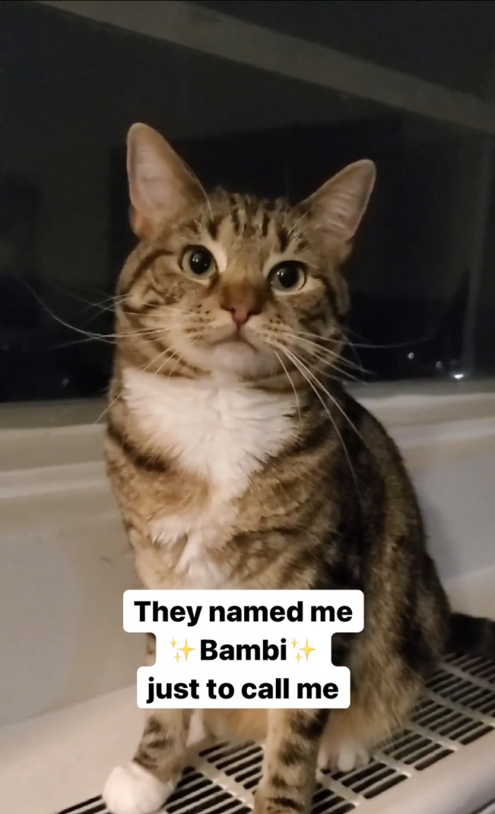 Bambi didn't escape being called different names... on purpose.