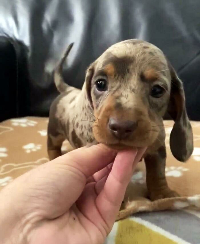 "What Would You Call Her? We Pick Up This Little Sausage In Two Weeks"