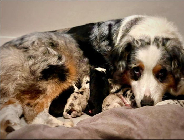 20. Hardworking Aussie