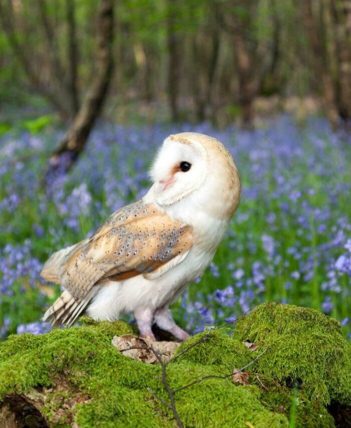 Barn owls can track prey by sound alone with greater accuracy than any other animal studied.