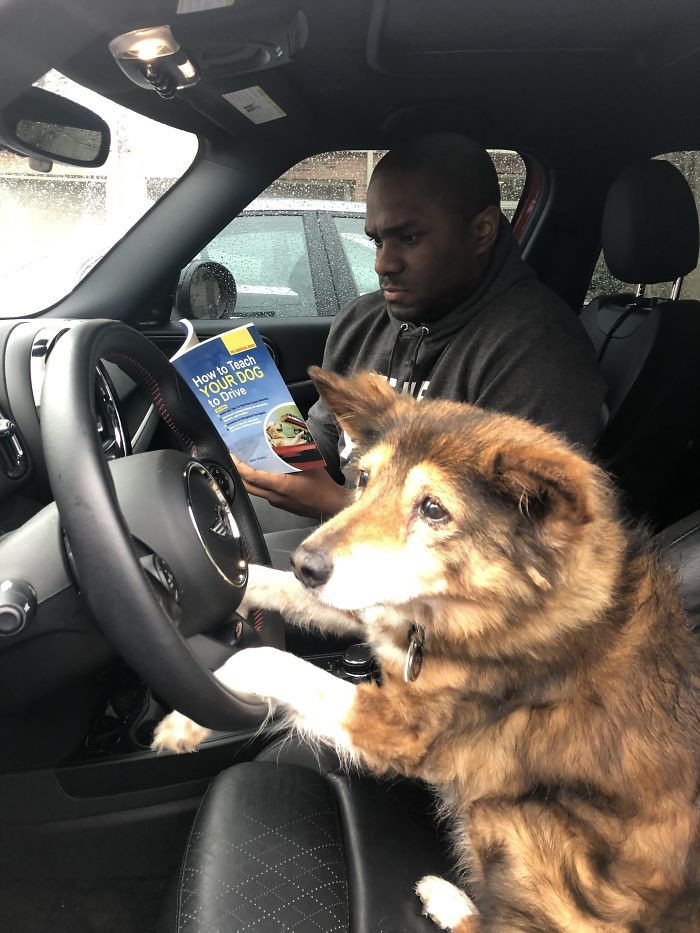 4. “My Dog Is 16, So I Figured It’s Time For Some Driving Lessons”