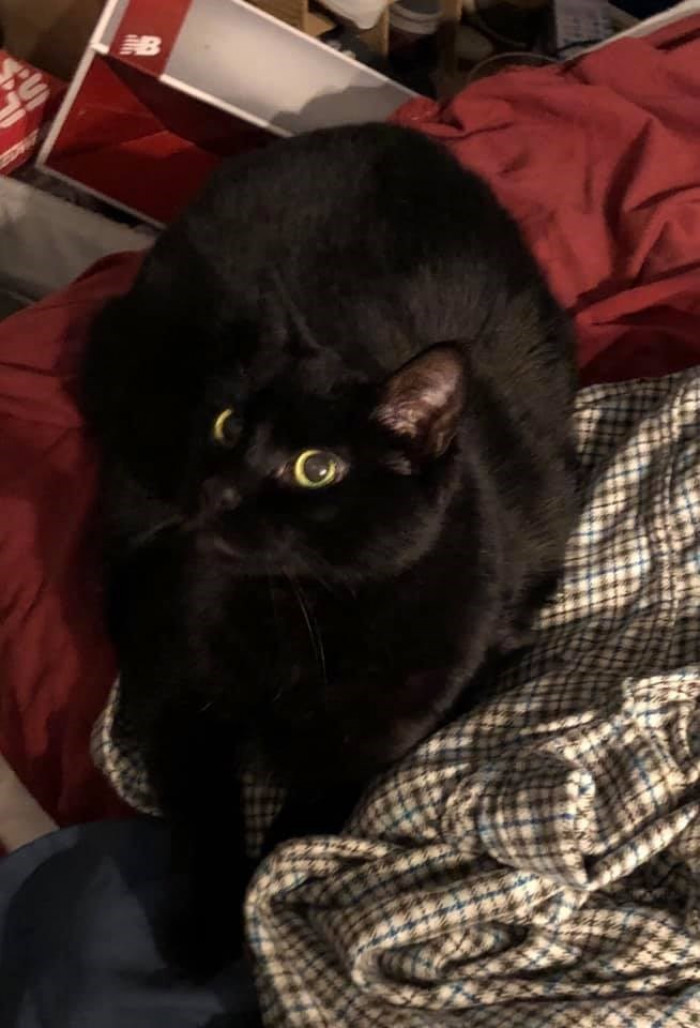 6. Cat thawed a human's frozen heart