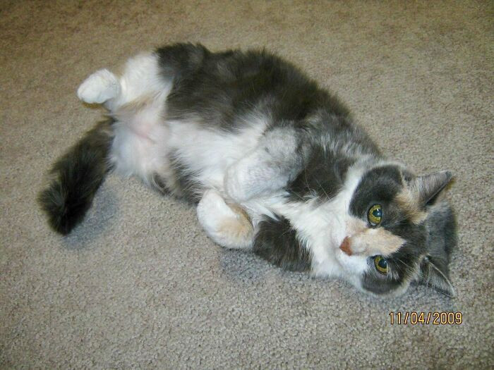 "Throwback To One Of My Childhood Kitties, Tripaw’d Annabelle!"