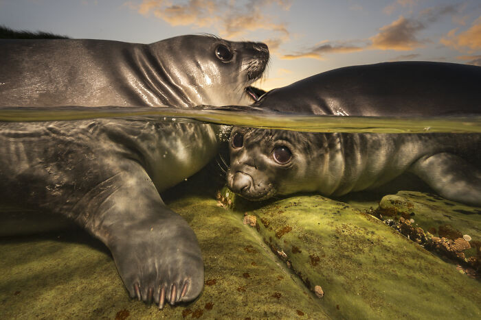 Portrait, Category Winner And Underwater Photographer Of The Year 2026: Rockpool Rookies By Matty Smith