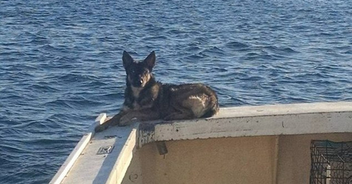 Luna was on a commercial fishing trip with her owner, Nick Haworth, when she unexpectedly tumbled overboard. Luna was unfortunately assumed lost after no trace of her was found.