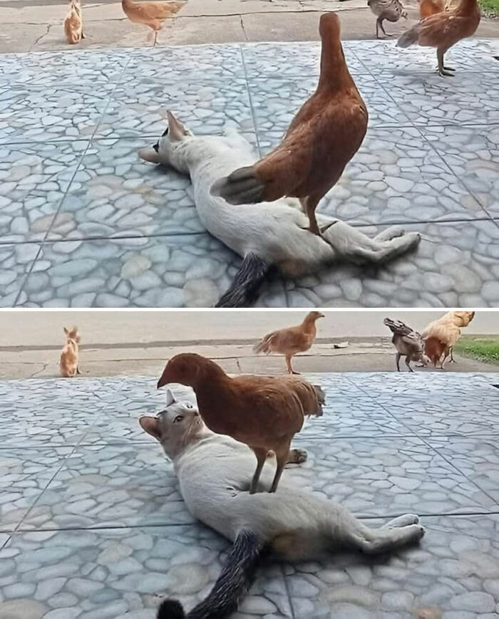 39. This is not a massage, this is poultry disrespect.