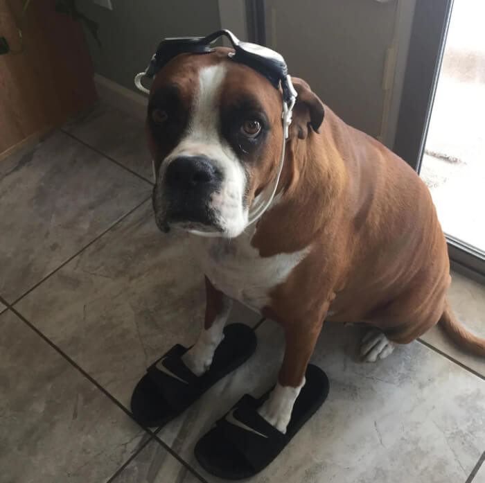 17. “I need a name for this cute dog I just got! Any suggestions?”