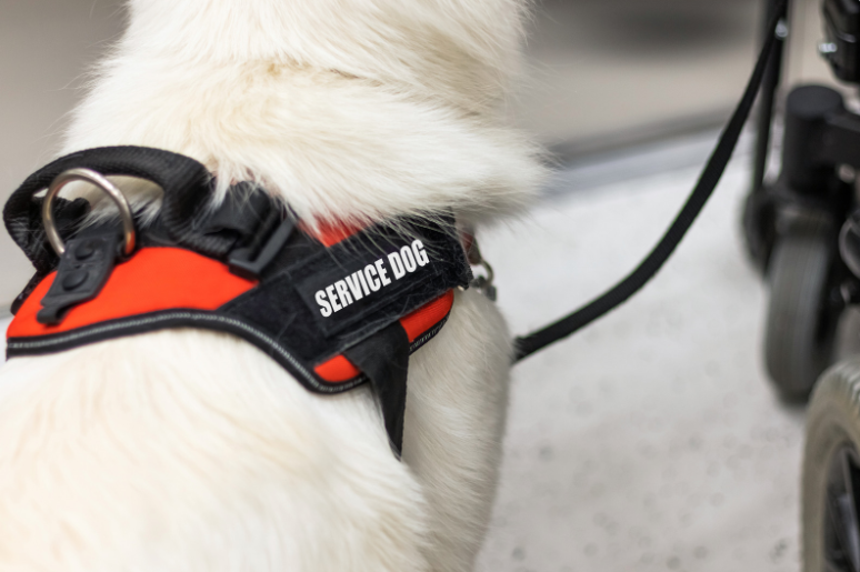 The ones with potty issues are mostly the very young canines and the old ones.