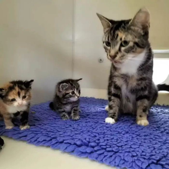 Inside the carrier, they found a mother cat, surrounded by her kittens