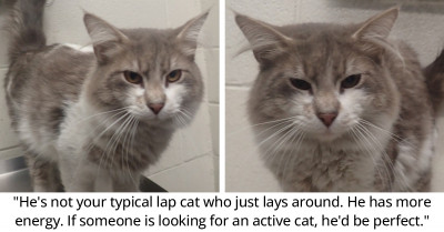 Rescued Cat Named Muffin Has an Energetic and Playful Personality and Is Looking for His New Forever Home