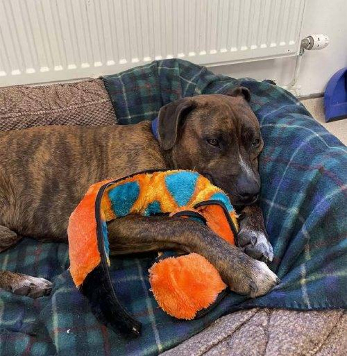 Luke is a five-year-old loving dog who has now found his favorite spot with amazing people