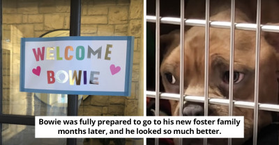 After Being Abandoned In Garbage, The Twinkle In This Pit Bull's Eye Leads Him To His Forever Home