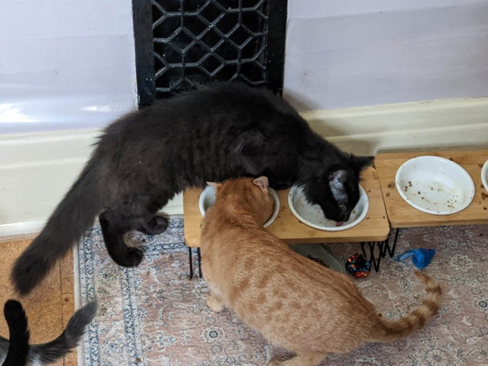 Why are they like this?