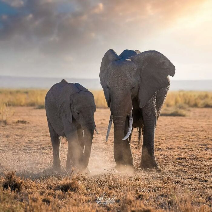 "Elephants in Amboseli National Park headed back to the forest before sunset. It gets really dusty in Amboseli; in fact, the name means 'salty dust.'"