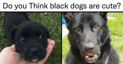 Twitter Users Rally Together To Prove That "Black" Is Indeed Beautiful, Even When It Involves Dogs