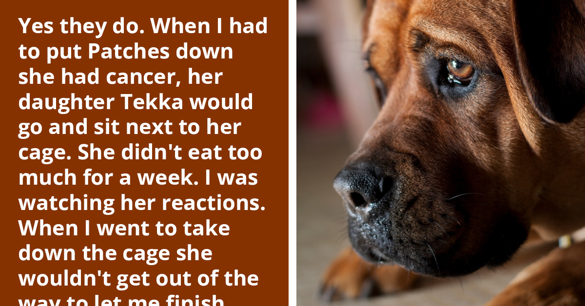 Stories Of Dogs Mourning For Other Family Pets Shared By Owners Will Truly Melt Your Heart