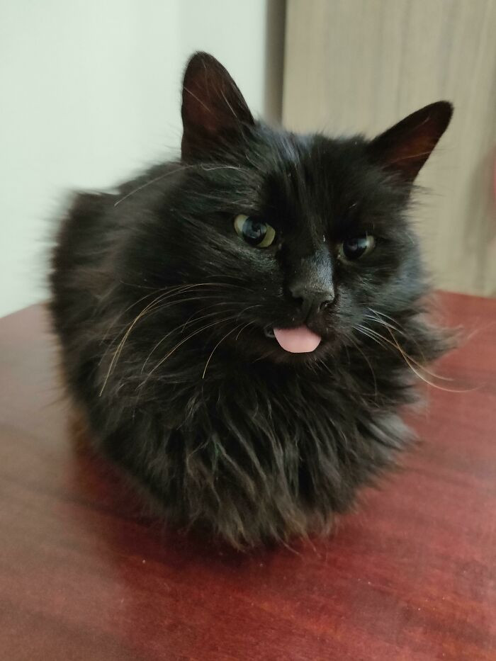 42. Post-Sleep Blep