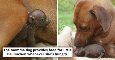 Female Dog Falls In Love With A Piglet, Treats The Little One As If It Were Her Own