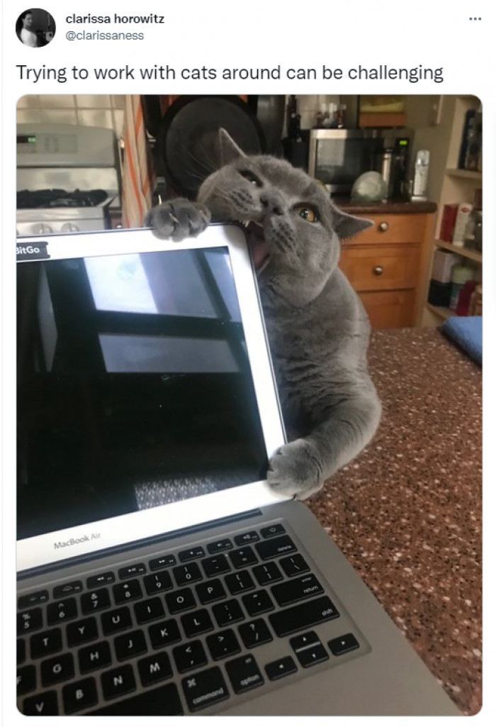 2. Cat Owners: Can you relate?