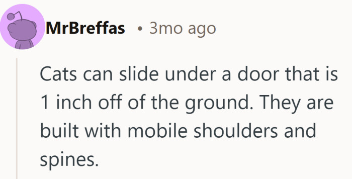 Nothing humbles a human faster than learning cats are basically liquid with whiskers.