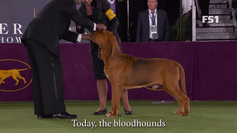 5. Bloodhounds