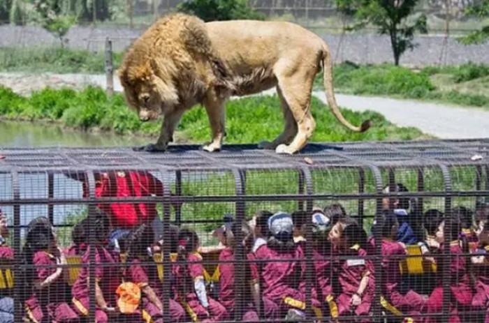 There is a huge statement to be made here that goes to show how cruel locking up these animals really is.