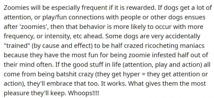 Zoomies can be quite frequent if they are rewarded