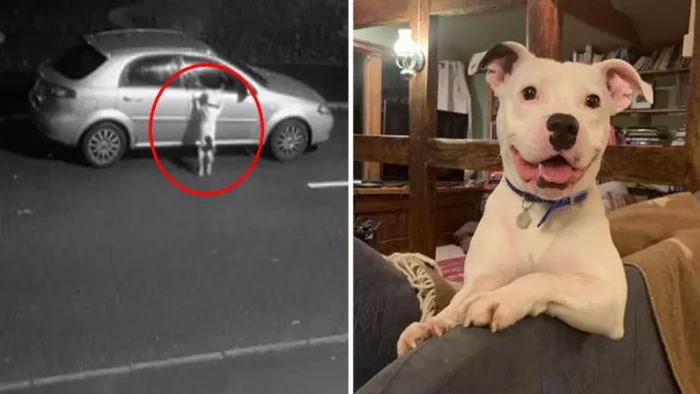 Once a sad and abandoned dog, Snoop is now happy with his new family.