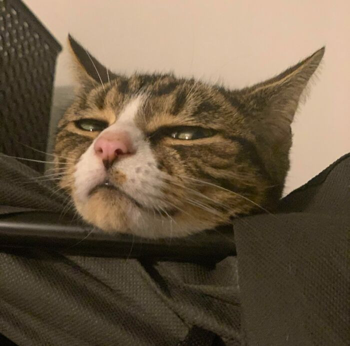 "My Cat Gizmo Giving Me The Side Eye When I Get The Treats Out"