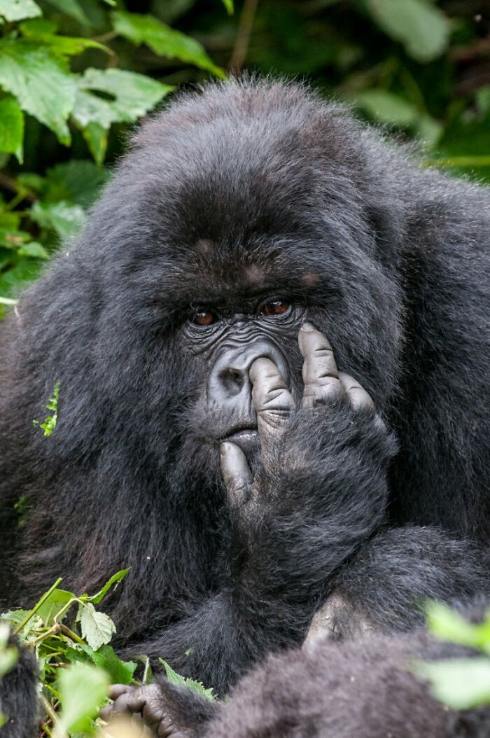 Mountain Gorilla Captured By Oliver Dreike