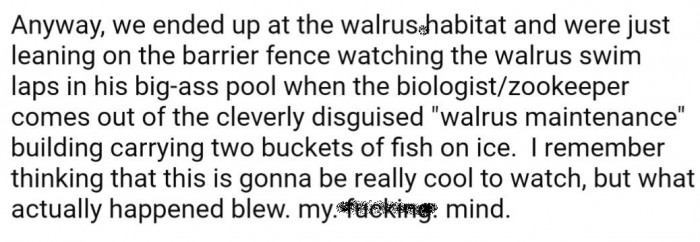 They ended up getting to the walrus habitat around the same time as its mealtime