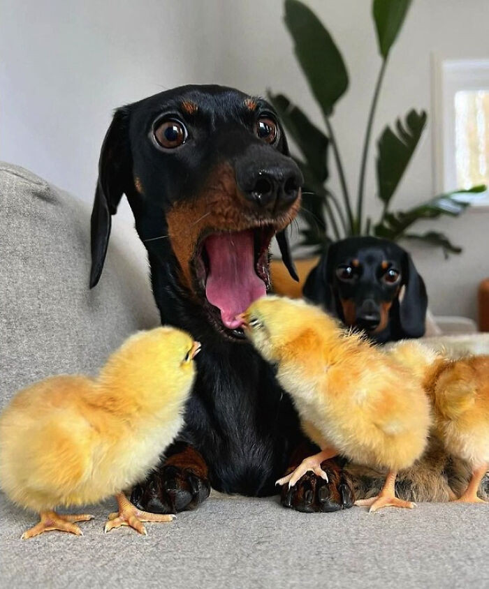 "This Poor Dachshund Having His Tongue Bitten By A Young Chick"