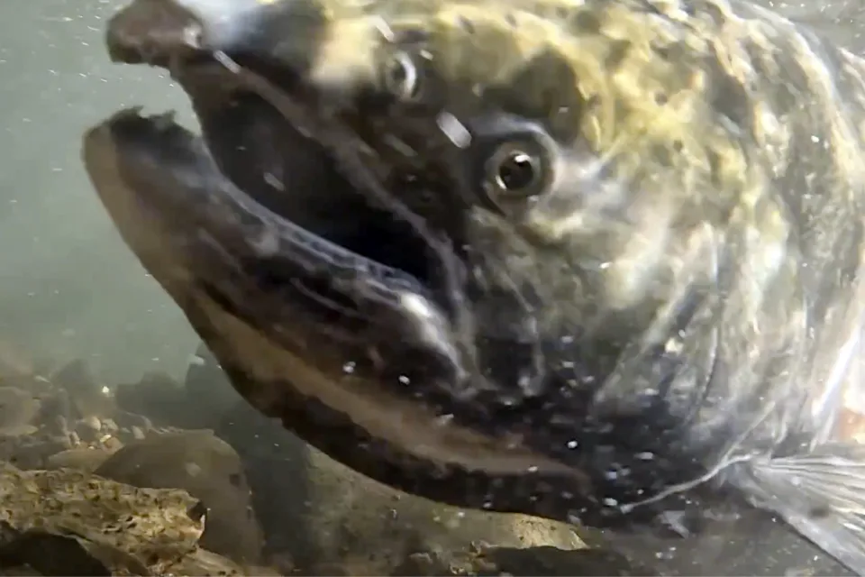 The Journey of Salmon: Navigators of Nature