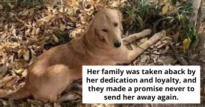 Determined Golden Retriever Walks Over 60 Miles In Two Weeks To Reunite With Family Despite Losing Weight And Suffering Injuries