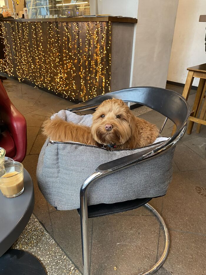 44. I Unintentionally Chose The Finest Seat In The Coffee Shop. Enzo Is Comfortably Seated Right Next To Me. P. S. It’s Not Visible But He Is Wearing A Bow Tie