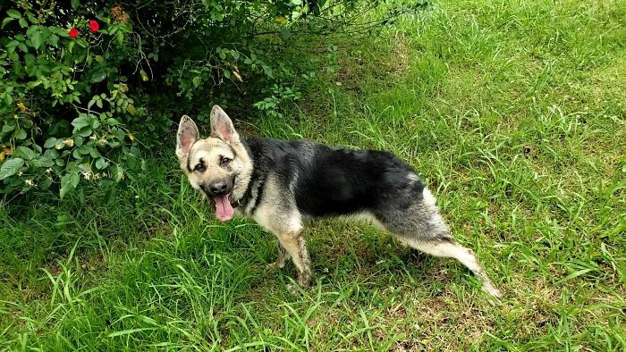 "Ailbhe Was Born With Short Spine Syndrome—Still Chases Frogs Like A Pro!"