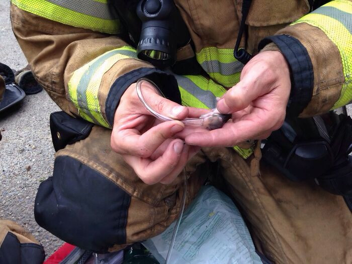 "Firefighters In Lacey, Wa Rescued Baby Hamsters During A Trailer Fire Today And Gave Them Oxygen"