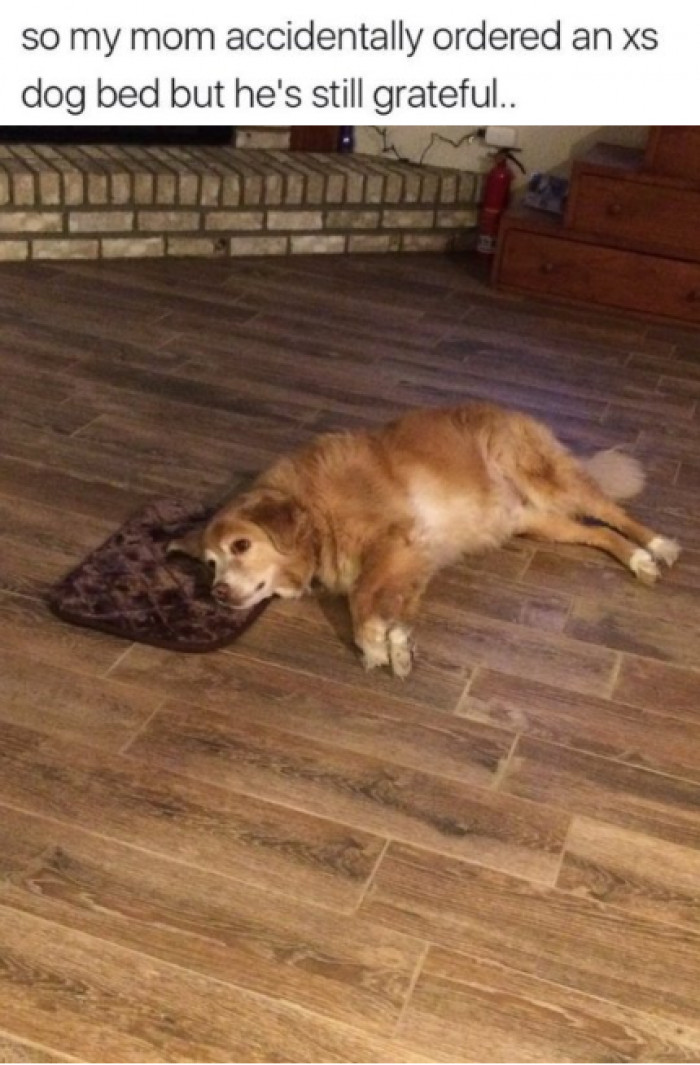 15. A doggo's appreciative personality will warm your heart.