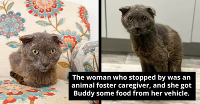 The Touching Tale Of A Stray Cat's Journey From Death's Door To A Forever Home