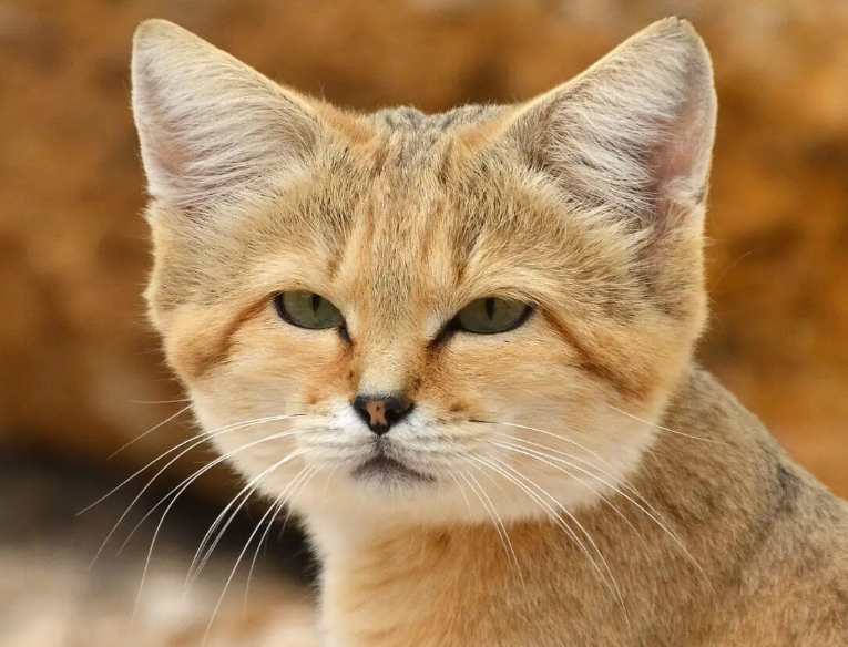 Tiny sand cat crouched and stalking prey in harsh desert terrain.