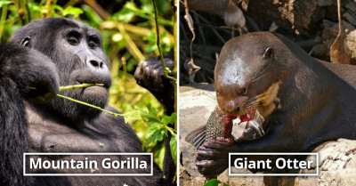 18 Rare Animals That Are At The Brink Of Extinction But Can Still Be Found In Our World Today