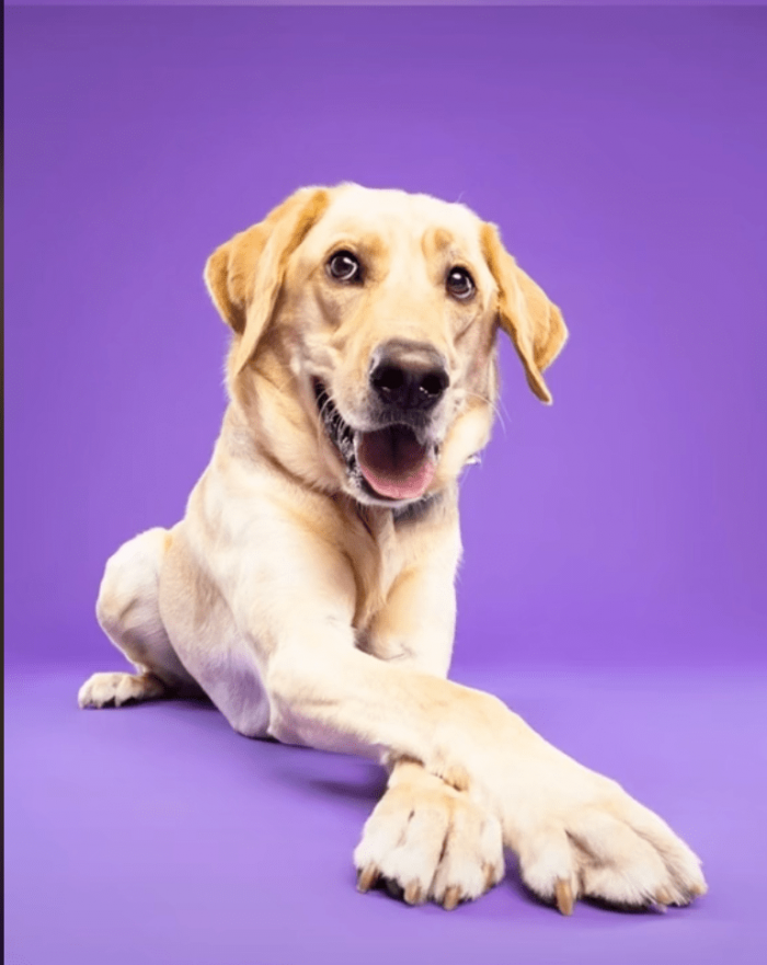 4. "Can we skip to the part where you give me treats?"