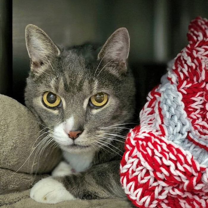 Cats have historically lived adventurous lives on boats