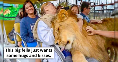 Safari Visitors Get The Shock Of Their Lives After Huge Lion Jumps Into Their Car